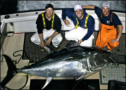  beautiful George's Bank giant bluefin tuna caught aboard the Hindsight