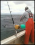 giant bluefin tuna fishing